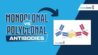 Monoclonal Vs Polyclonal Antibodies [upl. by Kerge444]