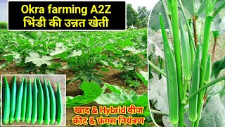 Okra farming  Bhindi ki kheti  भिंडी की उन्नत खेती  Lady finger  Hybrid Seeds  Okra Vegetable [upl. by Vonny]