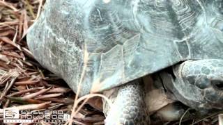 Testuggine marginata Testudo marginata  Marginated Tortoise or Margined Tortoise [upl. by Yerkovich698]