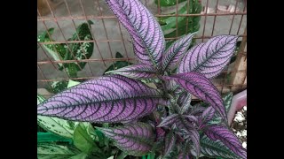 PROPAGATIONREPOTTINGPERSIAN SHIELDPINK PARTY TIME PLANTCALATHEA MEDALLION PLANTALOE VERA [upl. by Kidder]