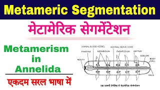 metameric segmentation in annelids  metamerism in annelida  metamerism zoology  biology ScienceSK [upl. by Latyrc]