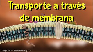 Membrana plasmática I Transporte a través de membrana [upl. by Naicad]