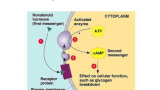 5V Hormonale regulatie op celniveau [upl. by Eronaele]