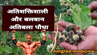 अतिशक्तिशाली और बलबान बना देने वाला अतिबला का पौधाAbutilon indicum खंरैटी की पहचानफायदे व नुस्खे [upl. by Zelig572]