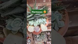 Echeverias bebés ya casi listos para trasplantar 😍 shorts succulents suculentas plantas [upl. by Dilan]