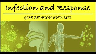 GCSE Biology Infection and Response Walkthrough Part 3 [upl. by Orbadiah]