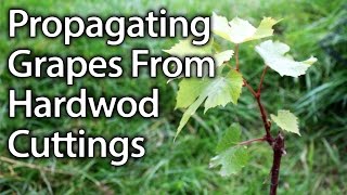 How to Propagate Grape Vines from Hardwood Cuttings Successfully [upl. by Trelu]