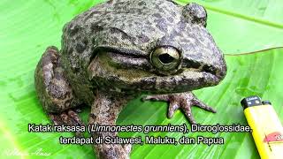 Todan katak raksasa Sulawesi Limnonectes grunniens  Giant frog of Sulawesi [upl. by Nosirrag33]