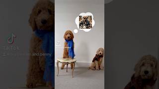 Goldendoodle puppy portrait Expectations VS Reality [upl. by Katha]