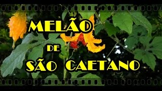 MELÃO DE SÃO CAETANO  ERVA MEDICINAL  VOCÊ CONHECE [upl. by Clementius805]