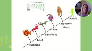 APBio Ch 19 Pt 2 Phylogeny cladograms [upl. by Ivett]