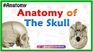 Anatomy of the Skull Norma basalis  Anterior part  Middle part and Posterior part [upl. by Akiemaj]