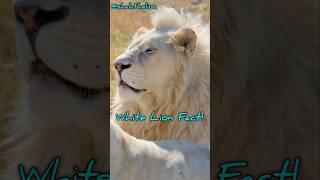 Fact About White Lion [upl. by Aivatco]