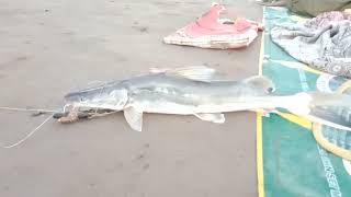 fishing in river Chenab 15 kg catfish an 4 kg shangara [upl. by Perot]