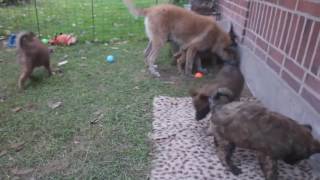 Belgian Shepherd  GroenendaelTervurenMalinoisLaekenois  Difference Explainedmp4 [upl. by Anrahs]