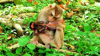 Best Activity Monkey mama Sarika is doing health check for her newborn baby [upl. by Okemak955]