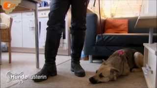 Hundetraining mit der Hundeflüsterin [upl. by Mallina]