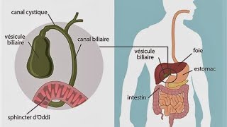 GATSRO ENTEROLOGIE  physiologie de la sécrétion biliaire [upl. by Econah]