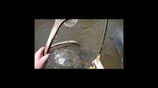 Summertime Trout Fishing at Crooked Creek shorts [upl. by Boardman]