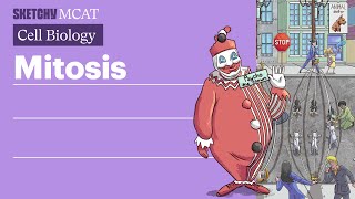 Mitosis Cell Division amp Stages Explained Full Lesson  Sketchy MCAT [upl. by Nenney]