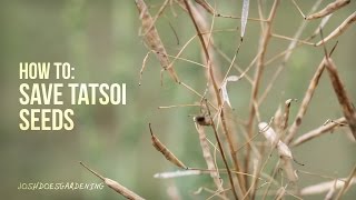 How to Save Tatsoi Seeds [upl. by Ttsepmet]