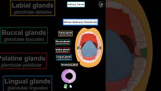 Salivary Glands in 1 min [upl. by Mattias]