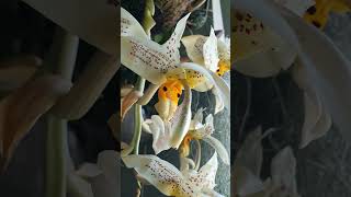 Stanhopea oculata 24 orchid [upl. by Jalbert244]