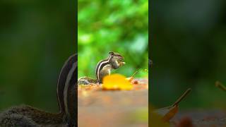 FOODIE BENGALI BE LIKE 2024viralvideo nature relaxing ytshortsindia squirrel animals wildlife [upl. by Ethelred]