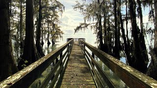 Morotoc Trail  Cypress Point  Moccasin Overlook  Pettigrew State Park NC [upl. by Adal]