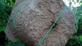 Huge Bee Swarm Captured in natural swarm trap by Durhams Bee Farm [upl. by Lesnah299]