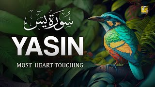 Worlds most beautiful Quran recitation of Surah Yasin Yaseen سورة يس  Zikrullah TV [upl. by Polito]