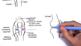 Clinical Anatomy  Knee [upl. by Laryssa]