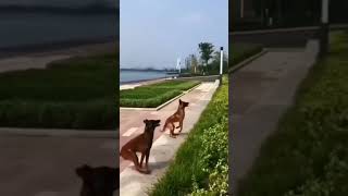 Twin Malinois Magic Synchronized Fence Leap Belgian shepherd Malinois Jump Tandem [upl. by Nadaha]