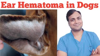 Ear Hematoma in Dogs How to treat [upl. by Hillel81]