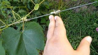 How to Train Grape Vines [upl. by Sy]