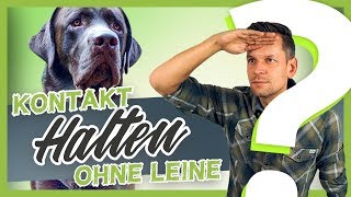 Hundetraining  Hundefreilauf  Kontakt halten OHNE Leine [upl. by Seitz288]