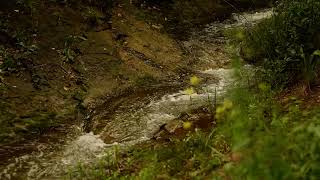 River Sounds in the Tbilisi Botanical Garden XCVIII  Georgia [upl. by Oinolopa]