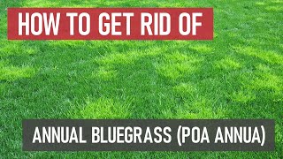 How to Get Rid of Annual Bluegrass Poa annua Weed Management [upl. by Mandler]