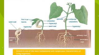 Plant Growth And Development [upl. by Salchunas]