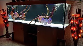 Luxury Home Aquarium for Discus  Beautiful Discus Aquascape [upl. by Ssidnak29]