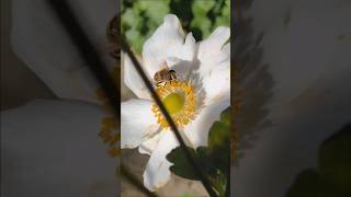 an Eristalis Hoverfly [upl. by Eihpos683]