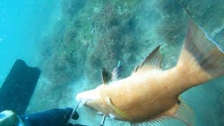 Spearfishing Hogfish Shallow Out of Crystal River [upl. by Haceber830]