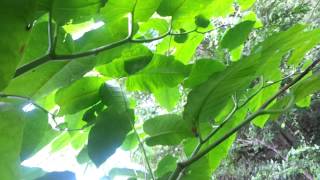 Fallopia sachalinensis Giant Knotweed Berlin [upl. by Munmro]