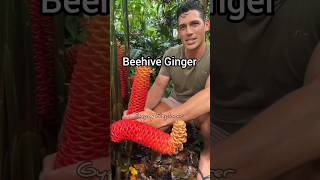 Beehive Ginger Plant or Ginger Shampoo Plant science facts sciencefacts plants shorts ginger [upl. by Behl]