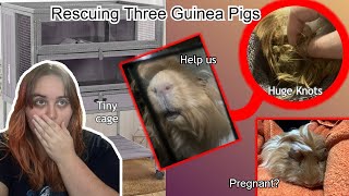 Rescuing 3 NEGLECTED guinea pigs Plus baby rabbit update [upl. by Ayotol]