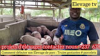 Comment débuter son Elevage de porc de manière plus rentable avec les truies gestantes [upl. by Ym401]