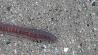 Earthworm Lumbricus Locomotion [upl. by Dulciana]