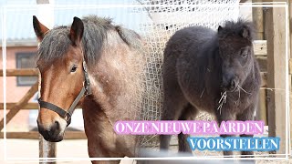 NIEUWE VERWAARLOOSDE PAARDEN VOORSTELLEN  Paardzoektbaas [upl. by Nydroj]