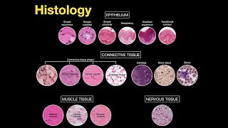 Basic histological staining methods preview  Human Histology  Kenhub [upl. by Mclaurin314]