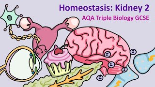 GCSE Science Biology AQA  Homeostasis Kidney 2 [upl. by Aubry]